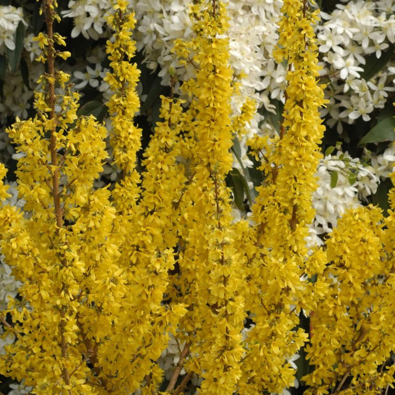 Forsythia intermedia Mikador