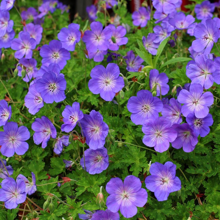 Geranium 'Rozanne'