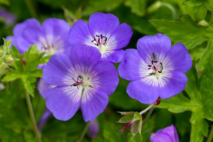 Geranium 'Rozanne'