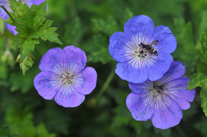 Geranium Rozanne