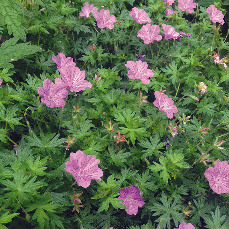 Geranium 'Blushing Turtle' 2L