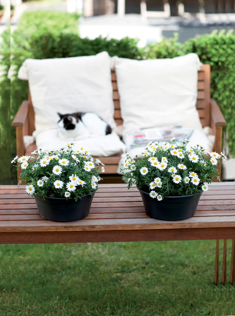 Elho Green Basics Bowl 38cm Living Black