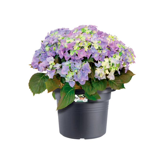 Elho Green Basics Cilinder 80cm Plastic Pot Living Black