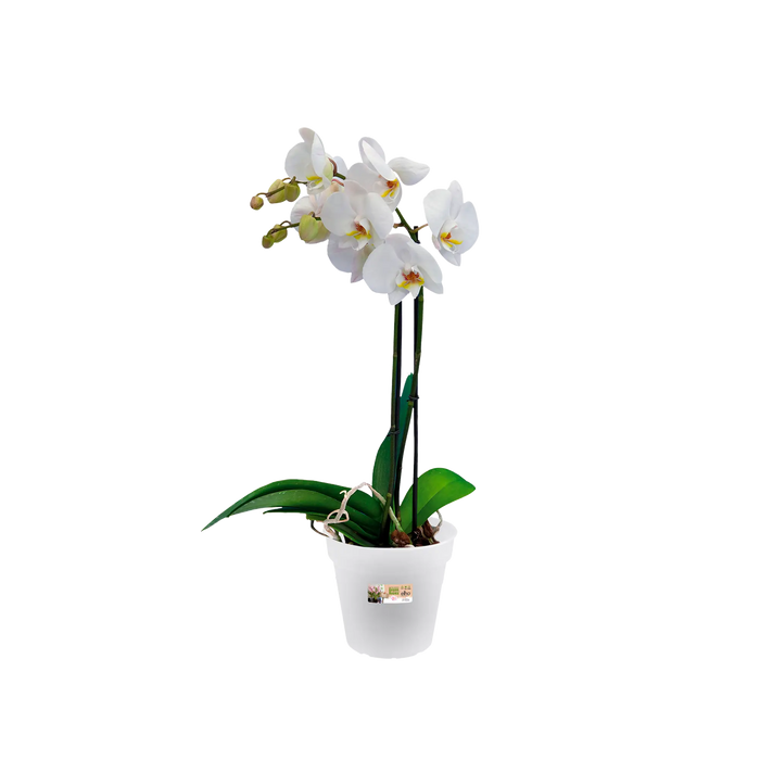 Elho Green Basics Orchid 15cm Transparent