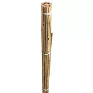 Grow It Bamboo Canes Bulk Bundle 60cm