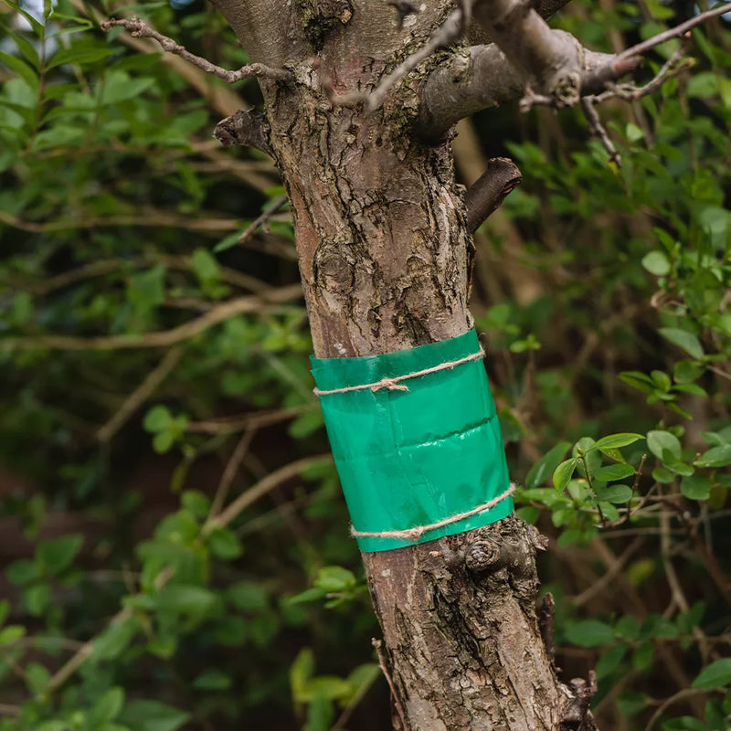 Growing Success Glue Band Traps 1.75m