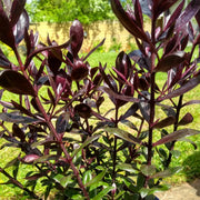 Hebe 'Black Beauty'