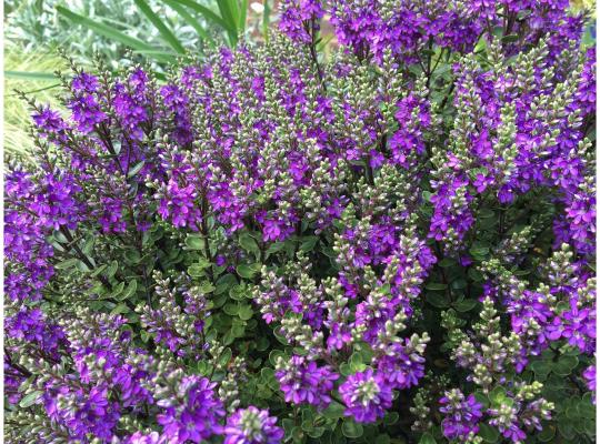 Hebe 'Garden Beauty Purple' 2 Litre