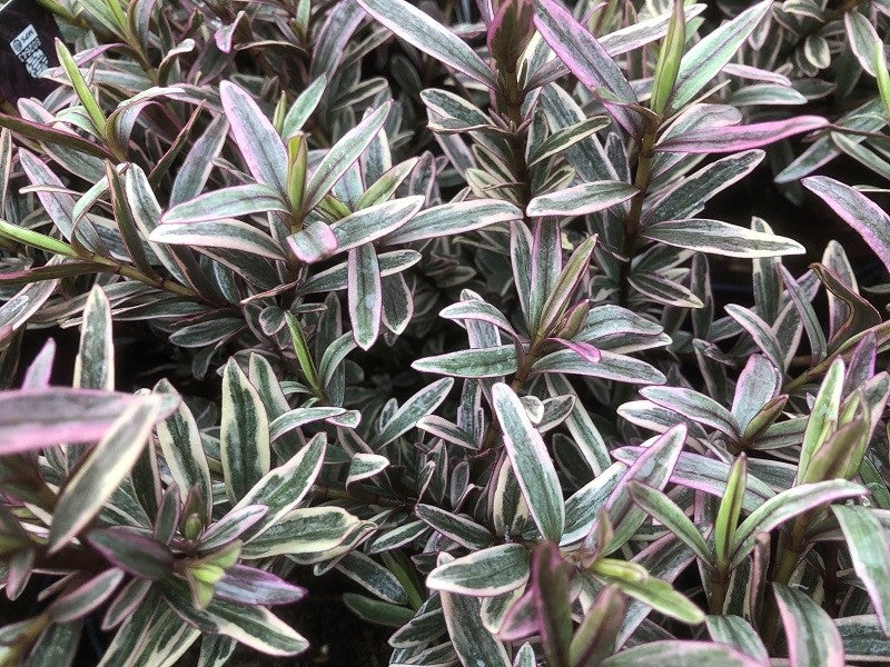 Hebe 'Sweet Dreams' 2 Litre