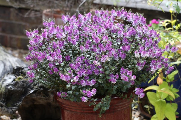 Hebe 'Garden Beauty Purple' 2 Litre