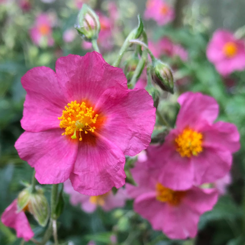 Helianthemum Lawrenson's Pink Alpine in a Pot (9cm)