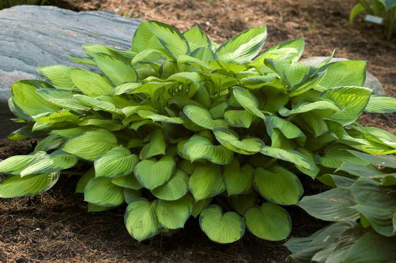 Hosta 'Gold Standard'