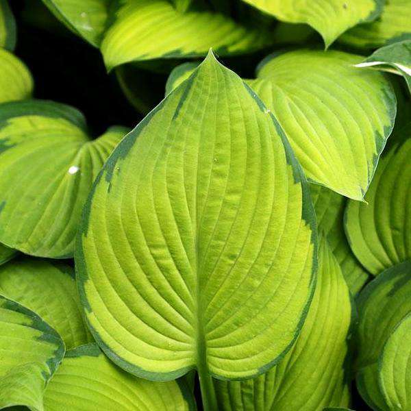 Hosta 'Gold Standard'