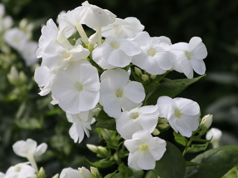 Phlox paniculata 'Danielle'