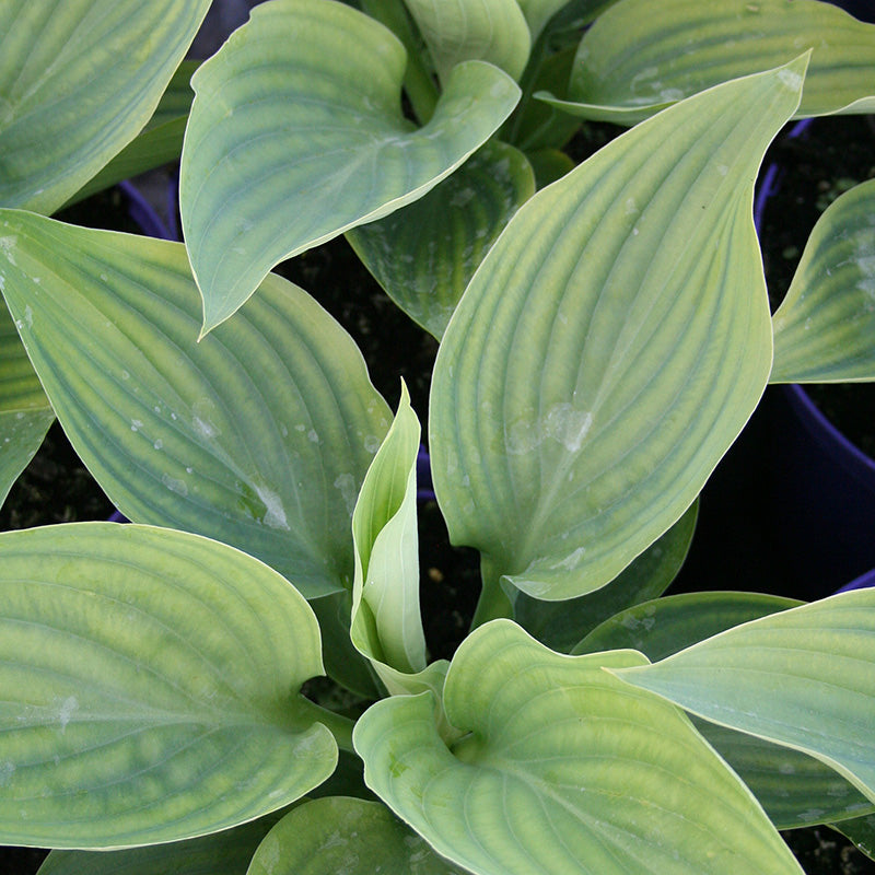 Hosta 'Empress Wu'