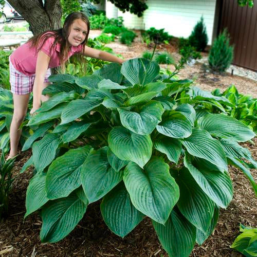 Hosta 'Empress Wu'
