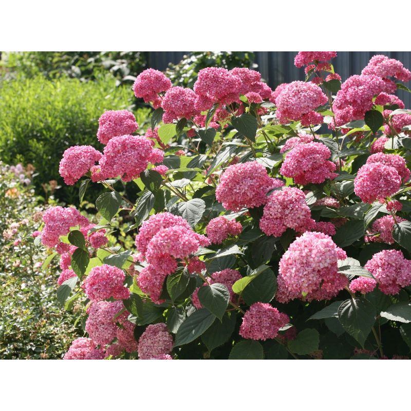 Hydrangea Arborescens Pink Annabelle 3 Litre