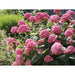 Hydrangea Arborescens Pink Annabelle 3 Litre