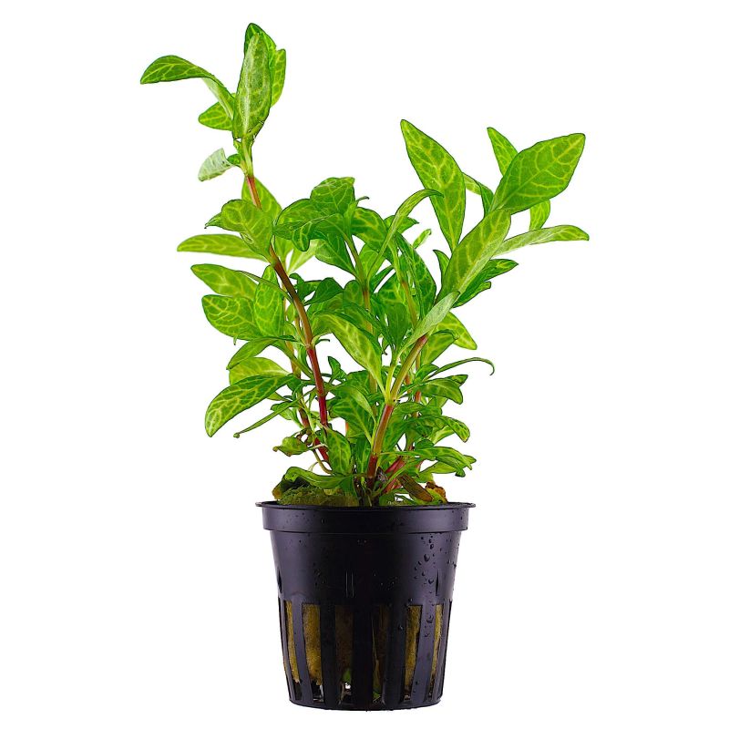 Hygrophilia Rosanervig