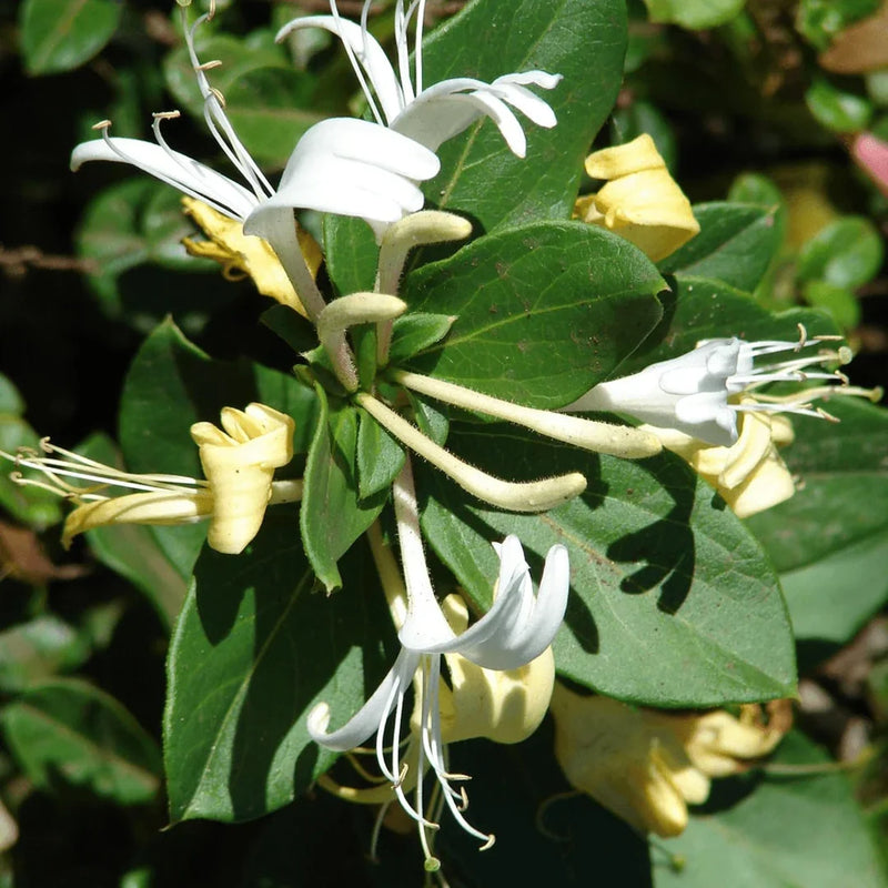 Lonicera japonica 'Halliana' | Japanese Honeysuckle 2L Single Cane
