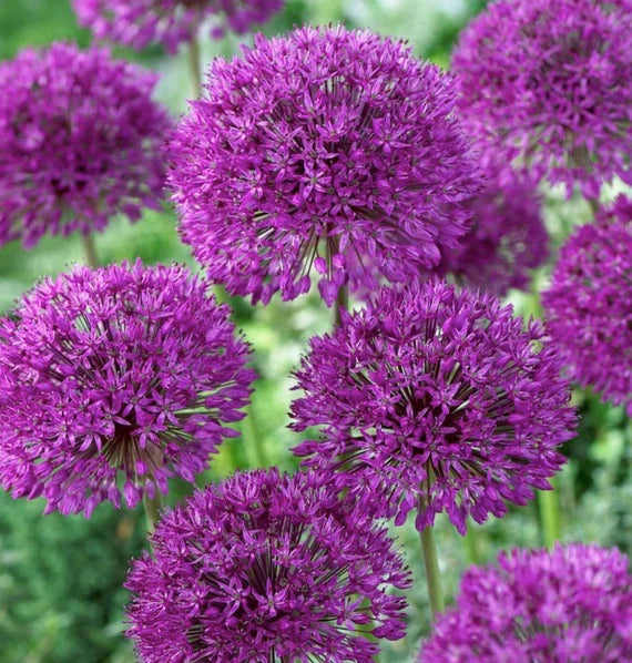 Allium 'Purple Sensation'  3ltr