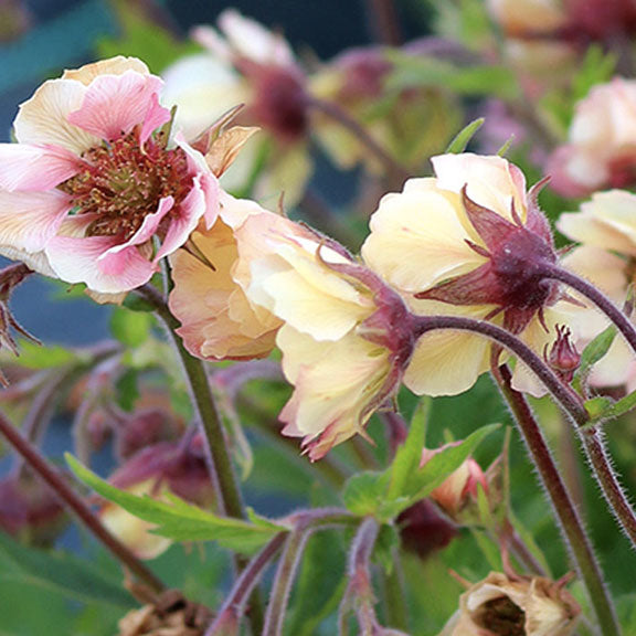 Geum 'Tempo Yellow'
