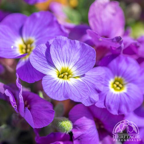 Aubrieta Axcent Violet White Eye 9cm