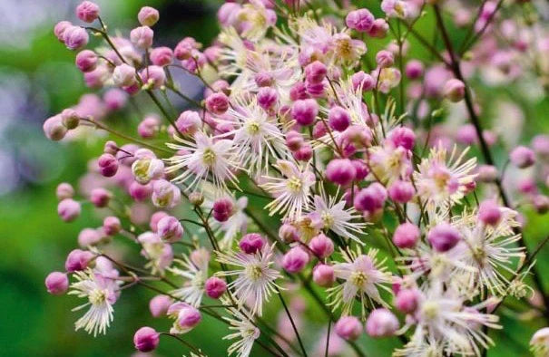 Thalictrum 'Elin'