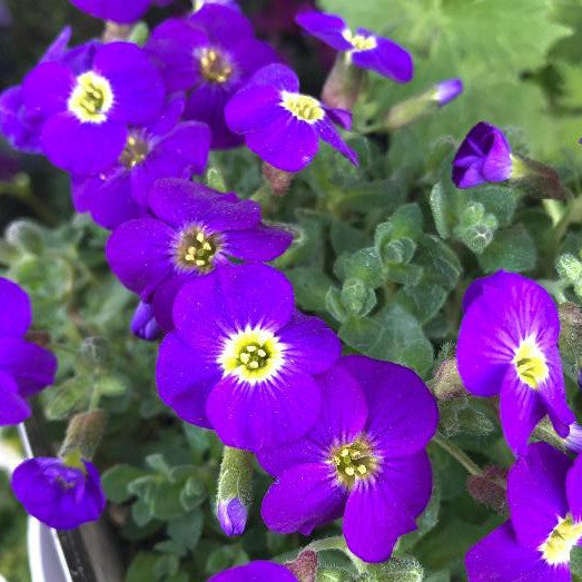 Aubrieta Axcent Violet White Eye 9cm