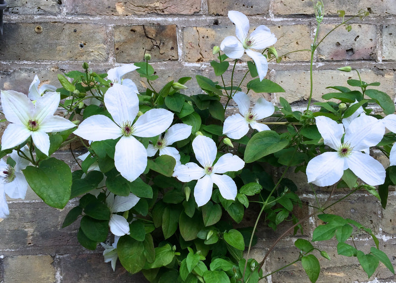 Clematis 'Forever Friends'
