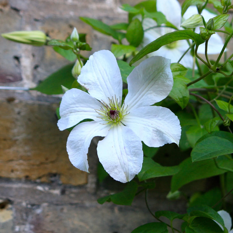 Clematis 'Forever Friends'