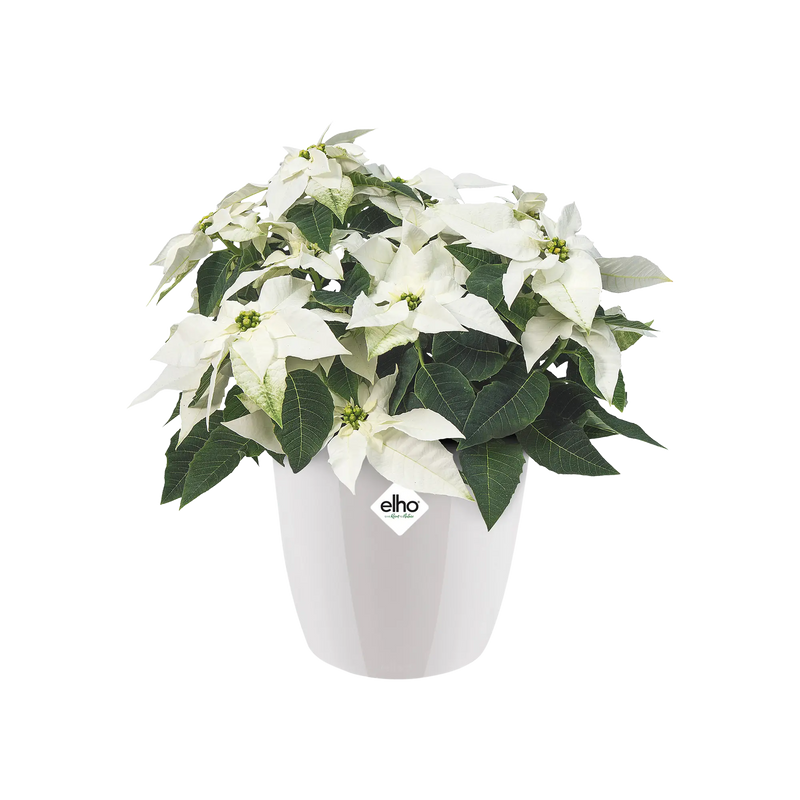 Elho Brussels Diamond Round White 16cm