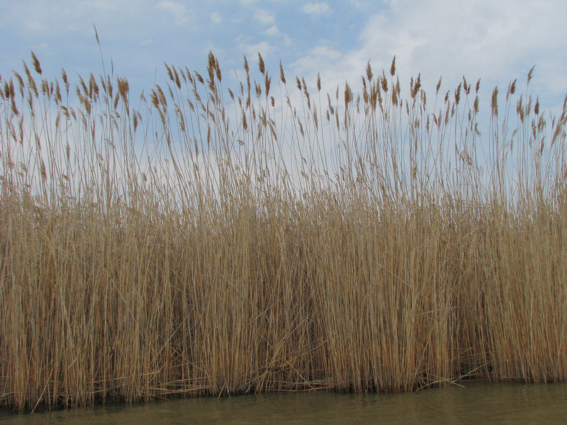 Phragmites australis | Common Reed P9