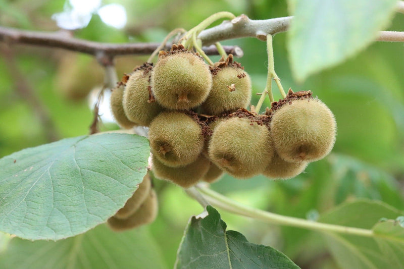 Actinidia Deliciosa 'Jenny' | Self Fertile Kiwi Fruit