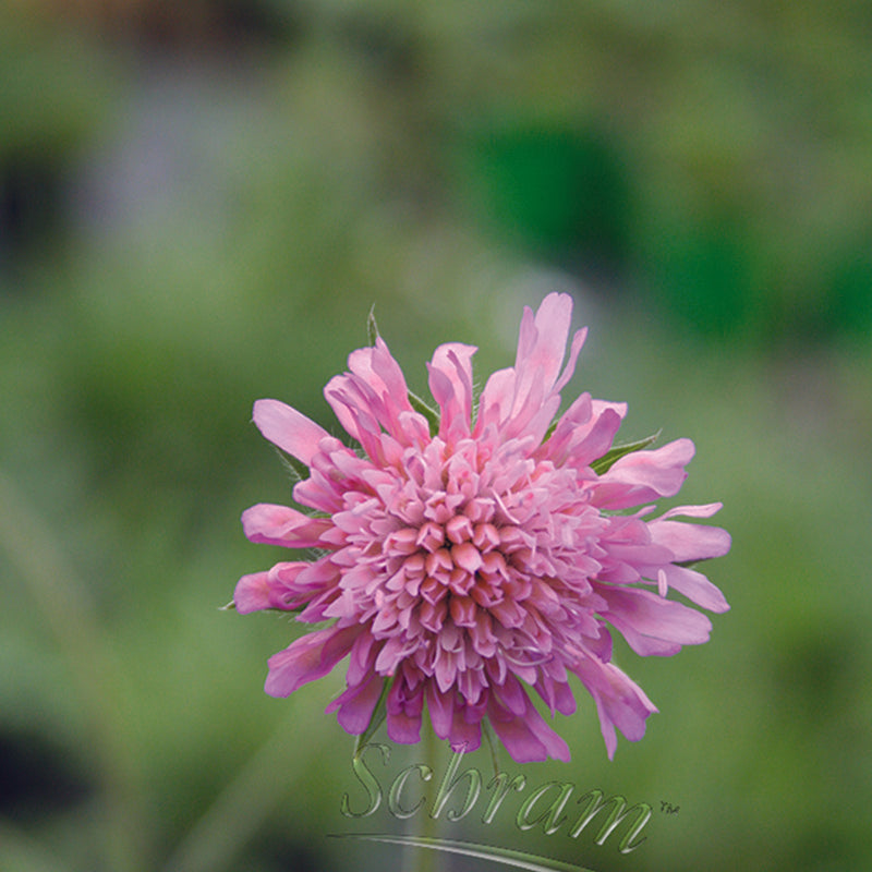Knautia macedonica 'Melton Pastels' (2 Litre)