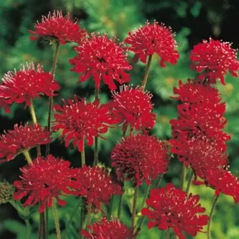 Knautia macedonica 'Red Knight' (2 Litre)