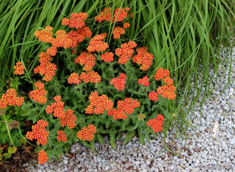Achillea 'Safran' 2L