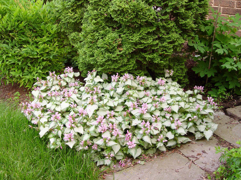 Lamium 'Pink Chablis'