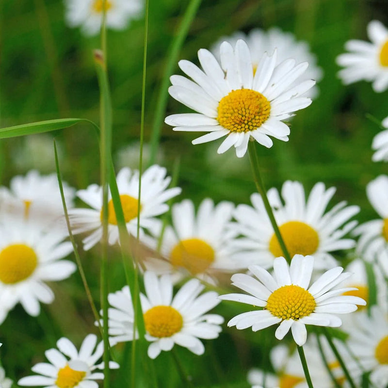 Leucanthemum 'May Queen' 2 Litre