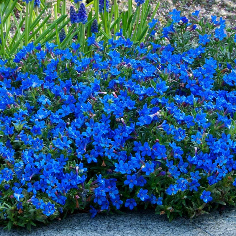 Lithodora 'Grace Ward' 9cm