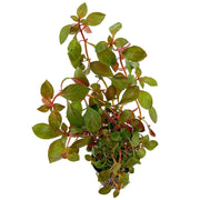 Ludwigia Repens Rubin
