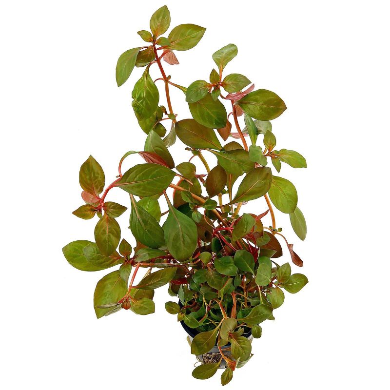 Ludwigia Repens Rubin