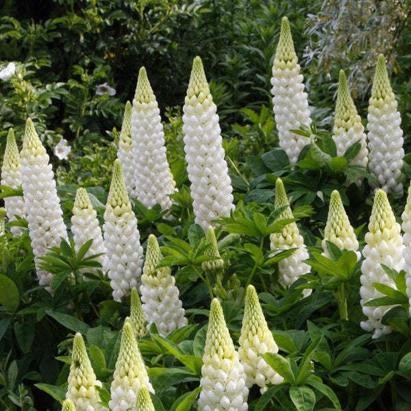 Lupin Gallery White 2 Litre