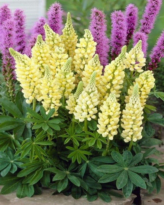 Lupin Gallery Yellow 2 Litre