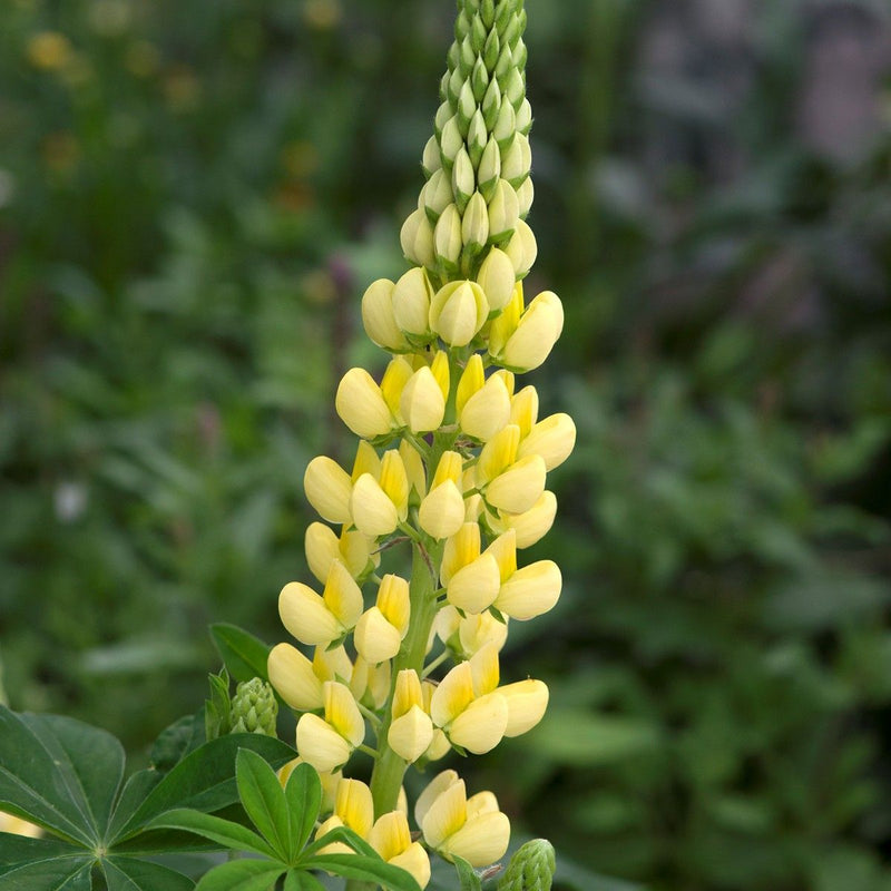 Lupin Gallery Yellow 2 Litre