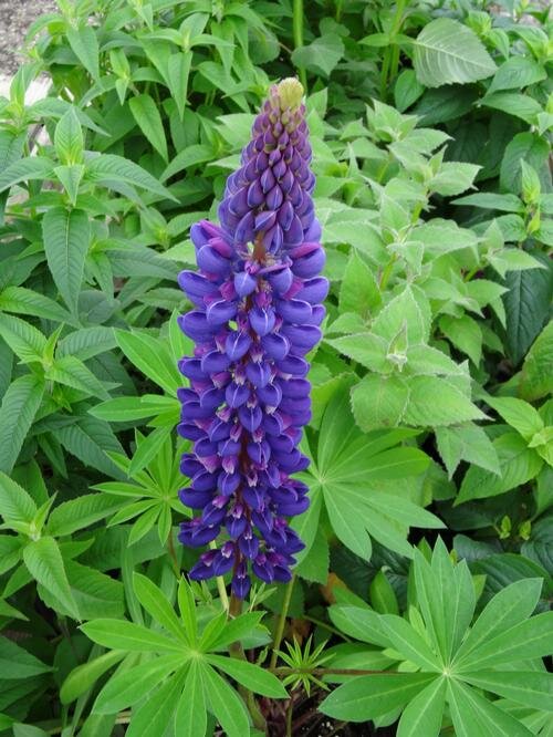 Lupin Gallery Blue 2L