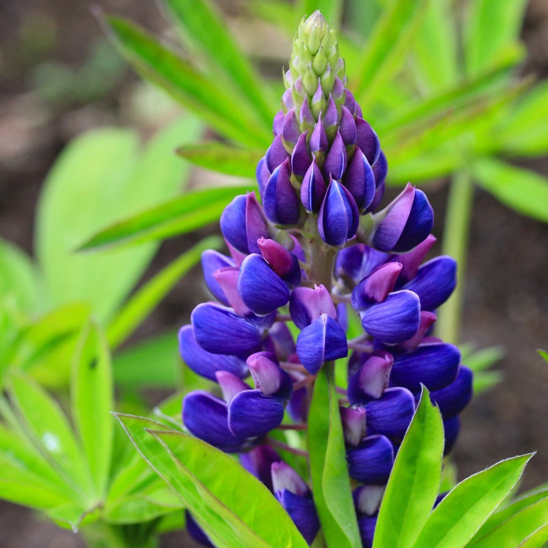 Lupin Gallery Blue 2L