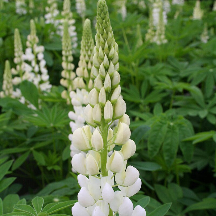 Lupin Gallery White 2 Litre