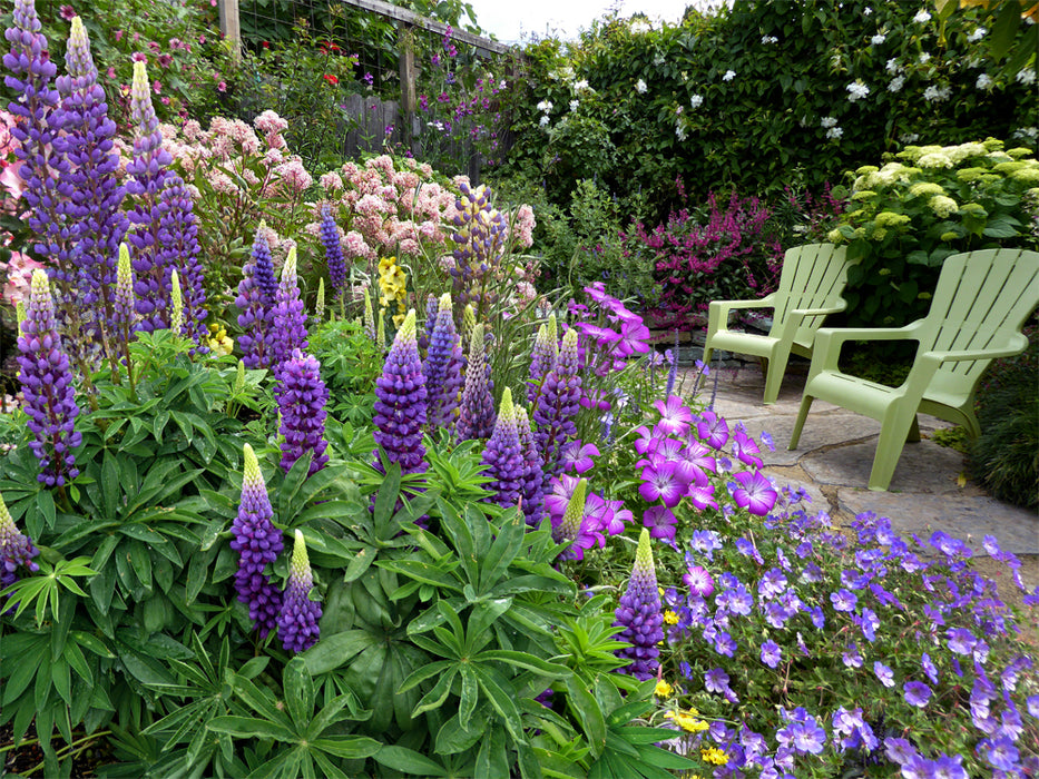 Lupin Gallery Blue 2L