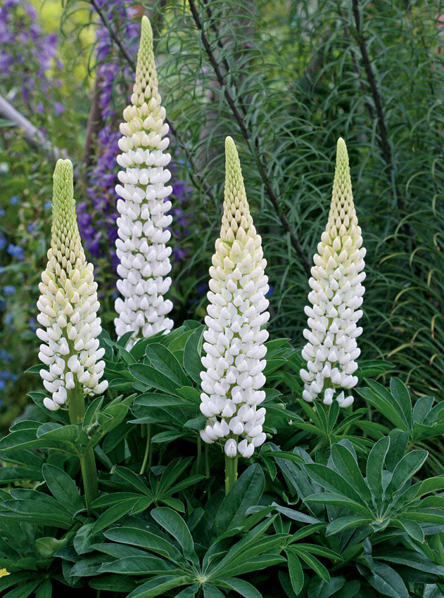 Lupin Gallery White 2 Litre